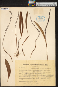 Stelis tonduziana image