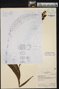 Stelis allenii image