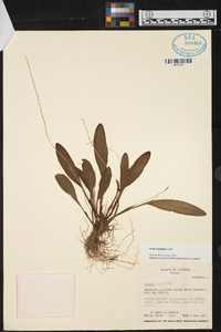 Stelis argentata image