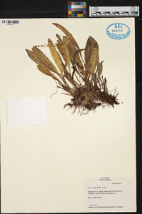 Stelis argentata image