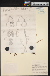 Stelis argentata image