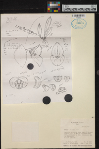 Stelis aviceps image