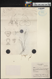 Stelis campanulifera image