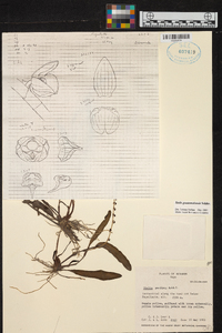 Stelis guatemalensis image