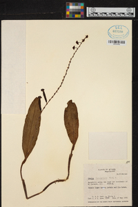 Stelis superbiens image