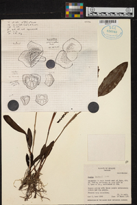 Stelis lindenii image