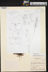 Stelis nanegalensis image