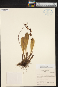 Stelis nanegalensis image