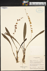 Stelis nanegalensis image