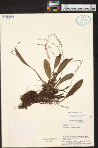 Stelis nanegalensis image