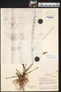 Stelis nanegalensis image