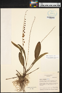 Stelis nanegalensis image