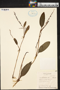 Stelis oblongifolia image
