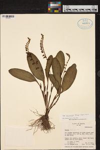 Stelis purpurea image