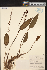 Stelis purpurea image