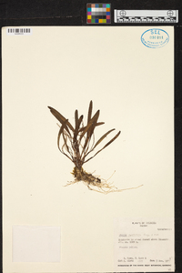 Stelis spathulata image