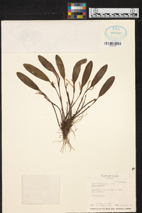 Stelis tenuilabris image