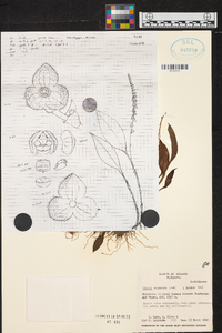 Stelis tridentata image