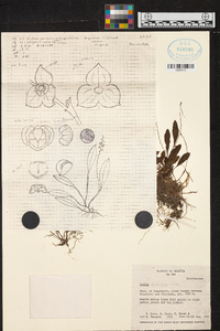 Stelis tridentata image