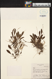 Stelis tridentata image