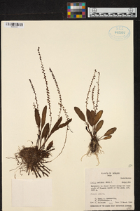 Stelis nanegalensis image