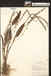 Stelis purpurea image