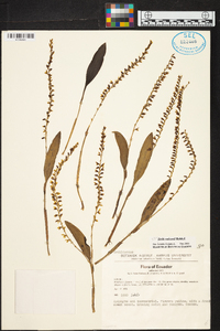 Stelis nanegalensis image