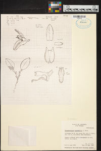 Trichosalpinx blaisdellii image