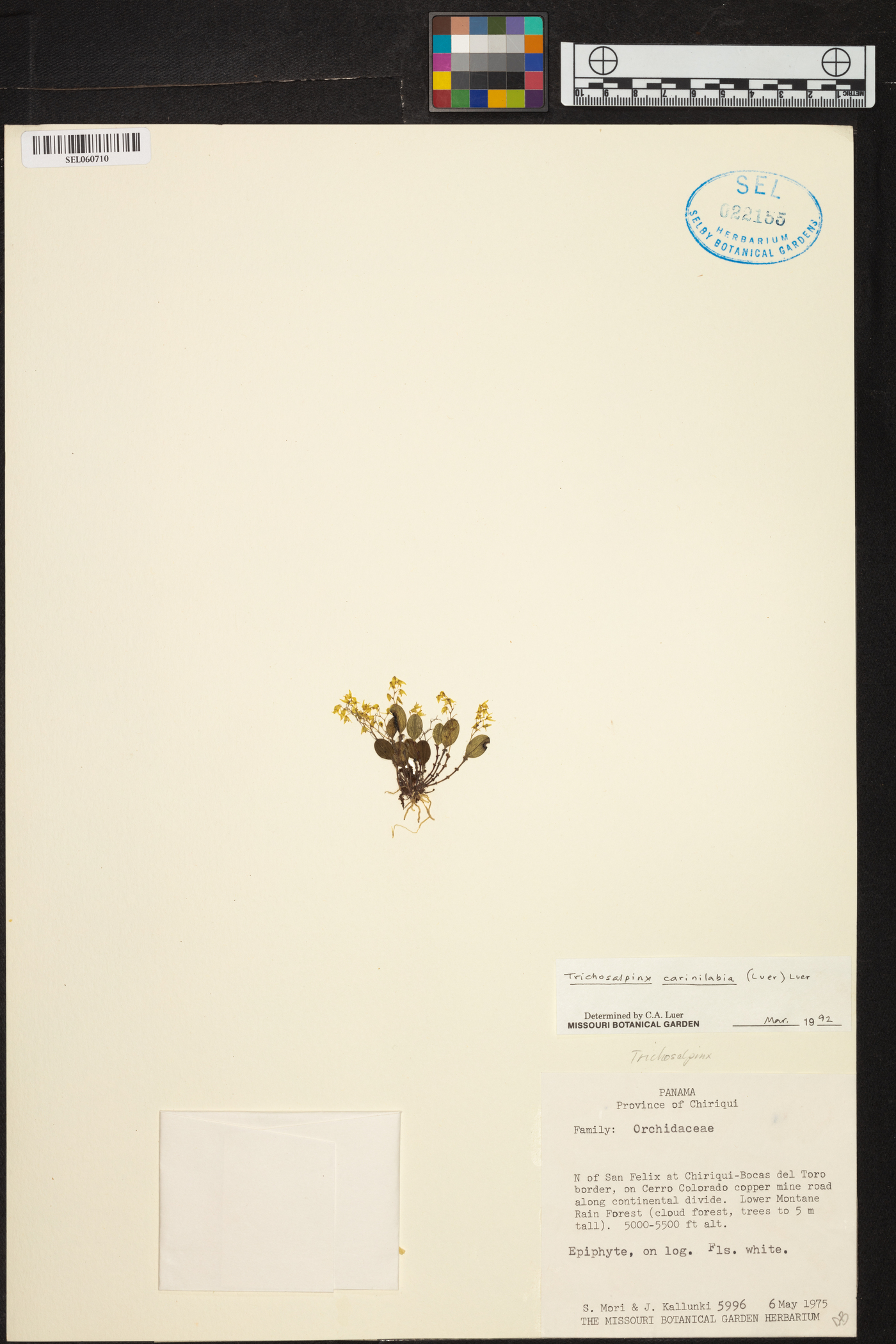 Trichosalpinx carinilabia image