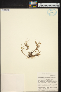 Trichosalpinx cedralensis image