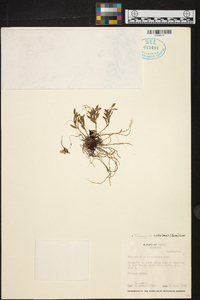 Trichosalpinx cedralensis image