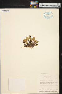 Trichosalpinx orbicularis image
