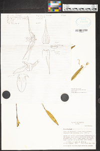 Trichosalpinx dirhamphis image