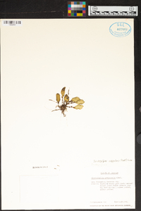 Trichosalpinx orbicularis image