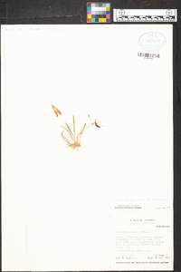 Trisetella gemmata image