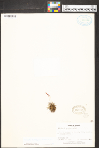 Trisetella triglochin image