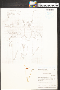 Trisetella triglochin image