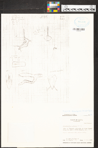 Trisetella triglochin image