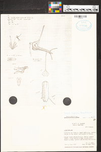 Trisetella triglochin image