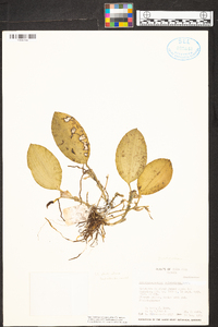 Zootrophion endresianum image