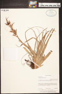 Tillandsia variabilis image