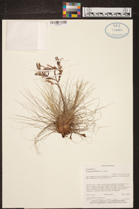 Tillandsia filifolia image