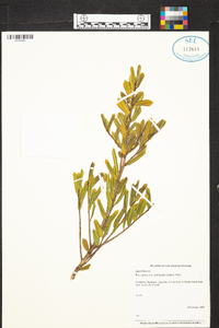 Ilex opaca var. arenicola image