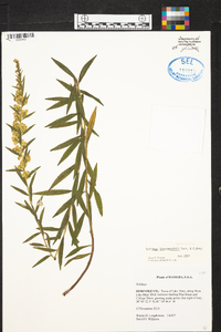 Solidago leavenworthii image