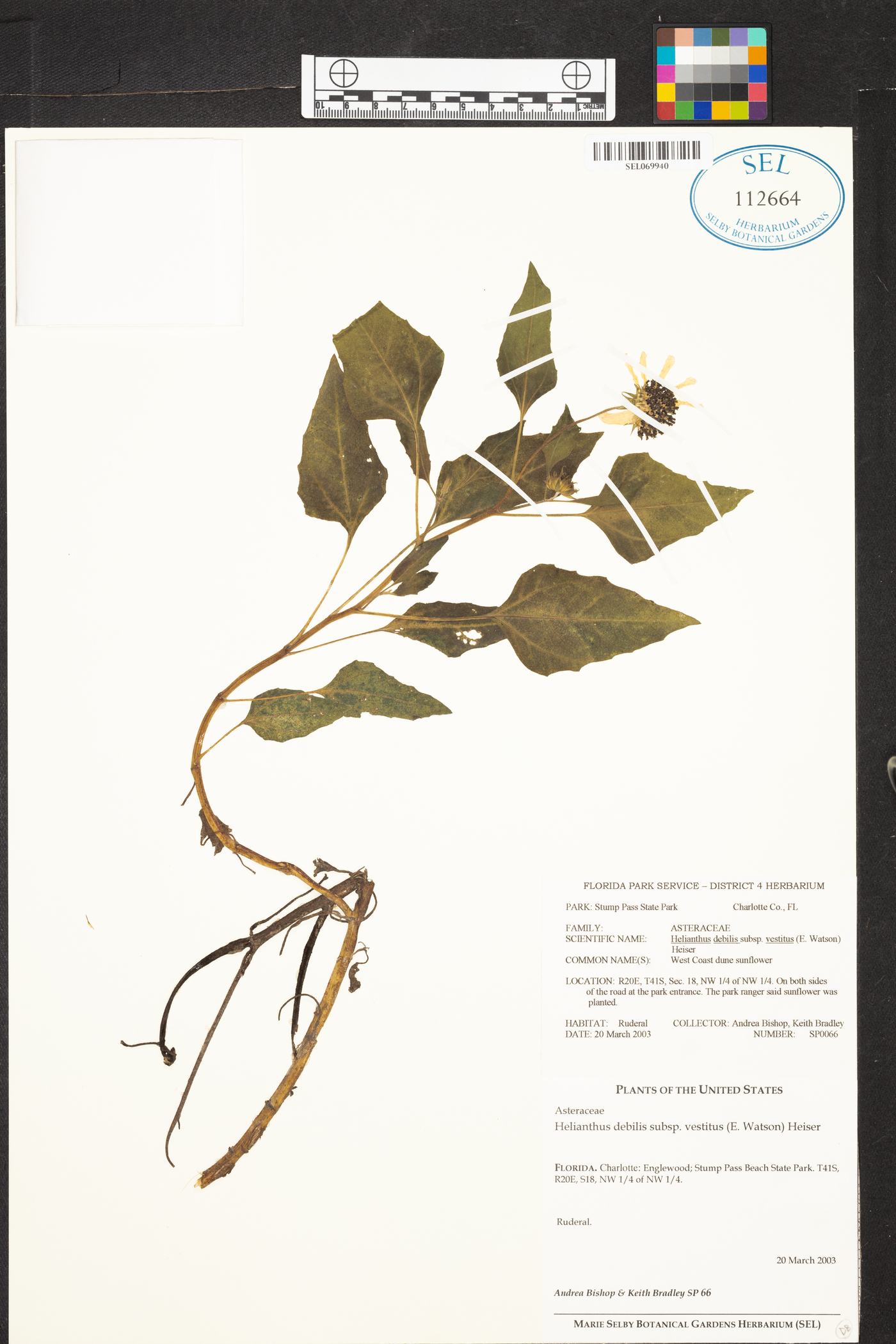 Helianthus debilis subsp. vestitus image