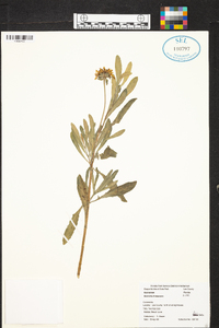 Borrichia frutescens image