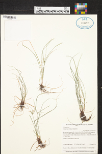 Cyperus ovatus image