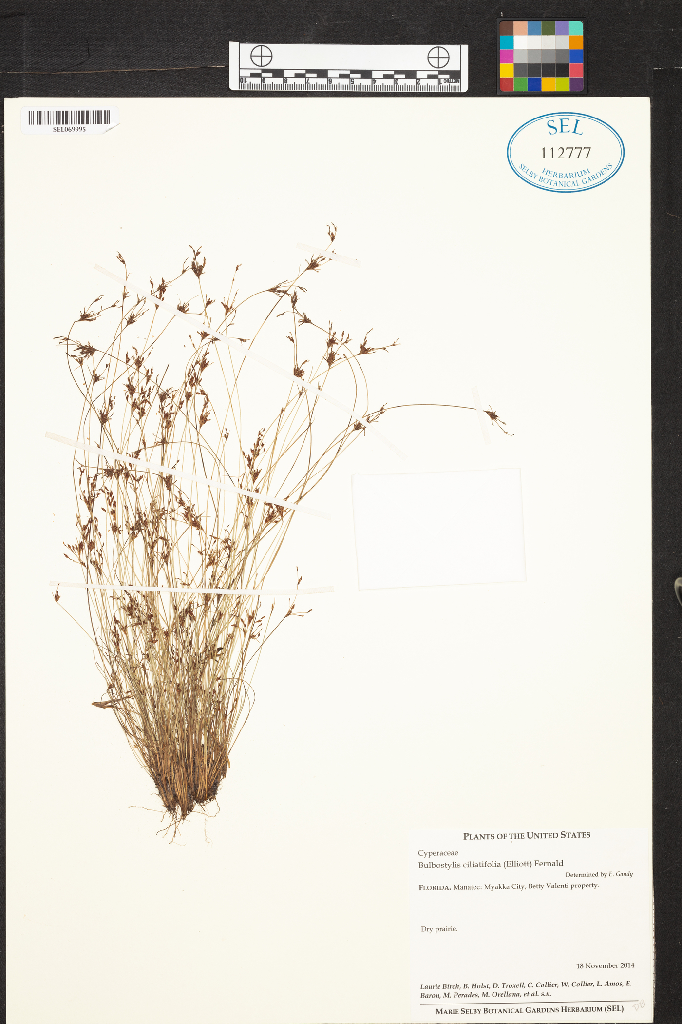 Bulbostylis ciliatifolia image