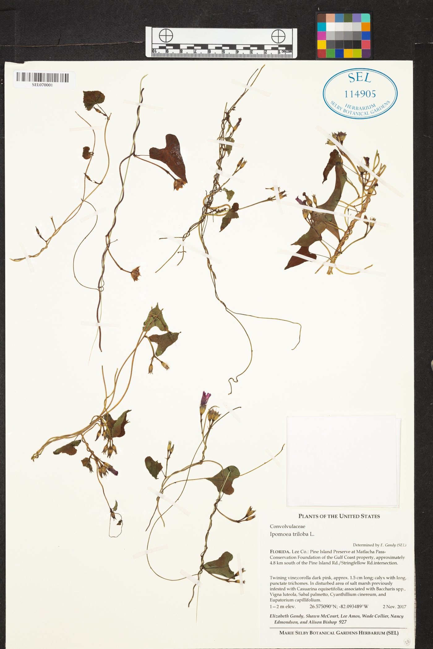 Ipomoea triloba image