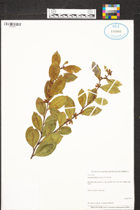 Lyonia lucida image